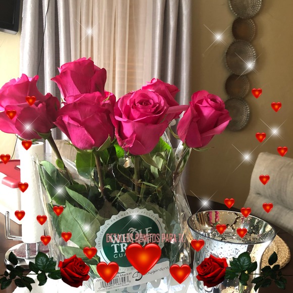 angelinasanc682
